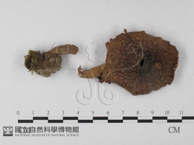 登錄號:F0008379藏品圖，第3張