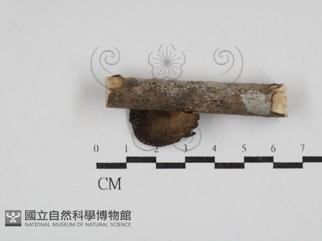 多孔菌屬藏品圖，第3張