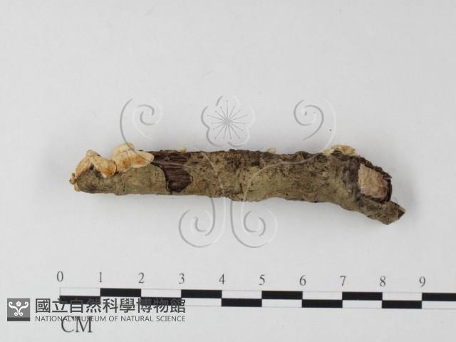 登錄號:F0016379藏品圖，第3張