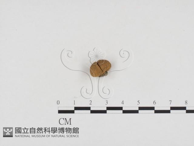 登錄號:F0024379藏品圖，第3張