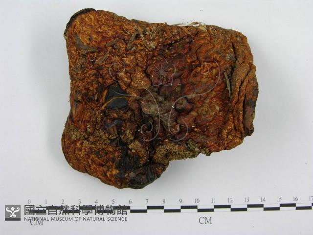 登錄號:F0014379藏品圖，第1張