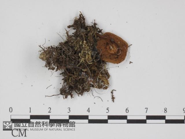 登錄號:F0012379藏品圖，第3張