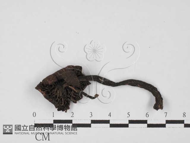 登錄號:F0027379藏品圖，第3張