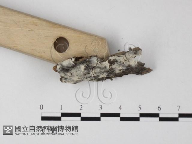 剛毛絲皮菌藏品圖，第3張