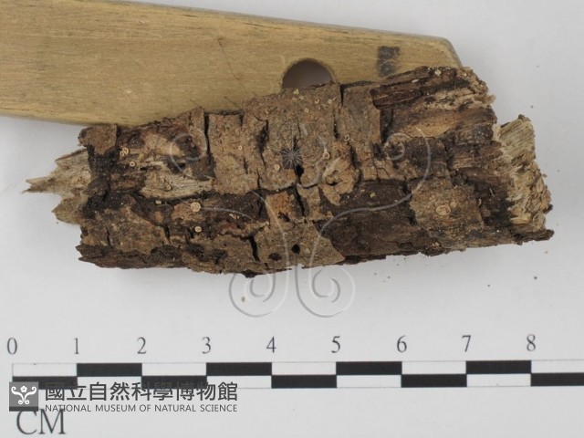 登錄號:F0005379藏品圖，第3張