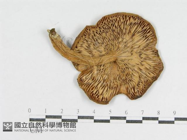 登錄號:F0003379藏品圖，第3張