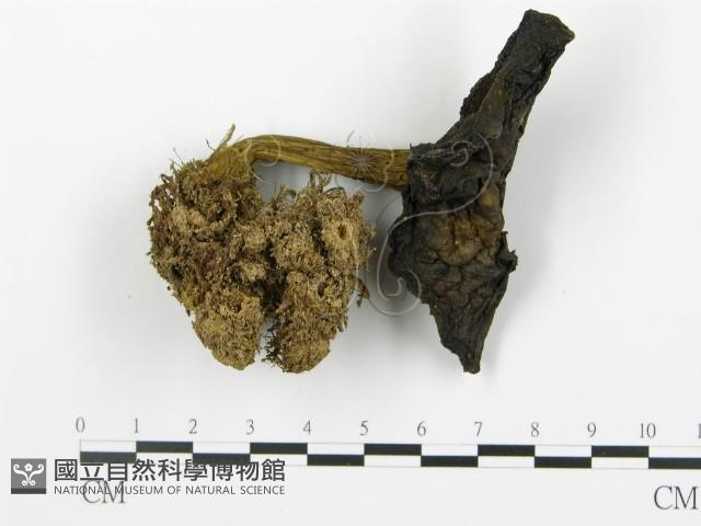 登錄號:F0013379藏品圖，第3張