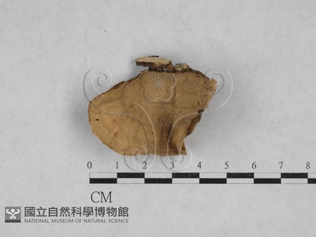 韌革菌屬藏品圖，第3張