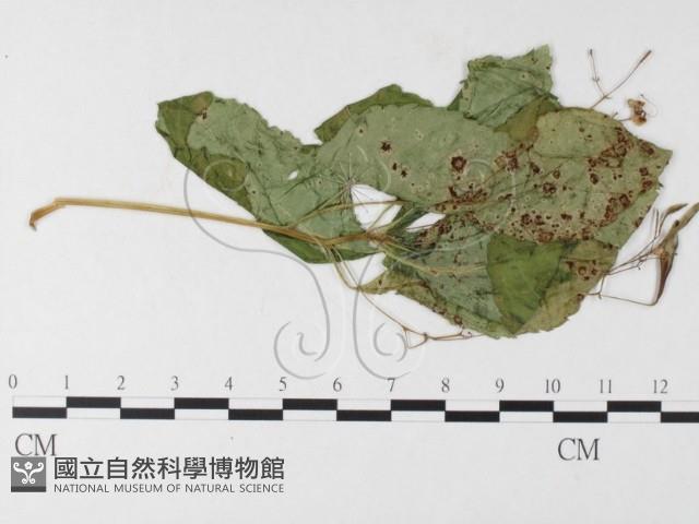 登錄號:F0026263藏品圖，第1張