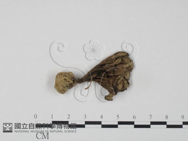 棕色革菌藏品圖，第3張