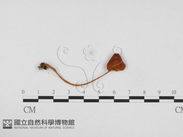 登錄號:F0024263藏品圖，第3張