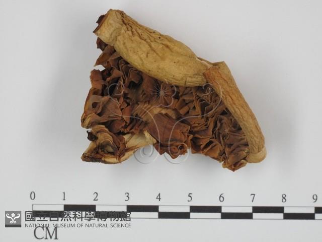 登錄號:F0014263藏品圖，第3張