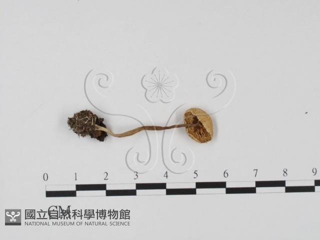 登錄號:F0022263藏品圖，第3張