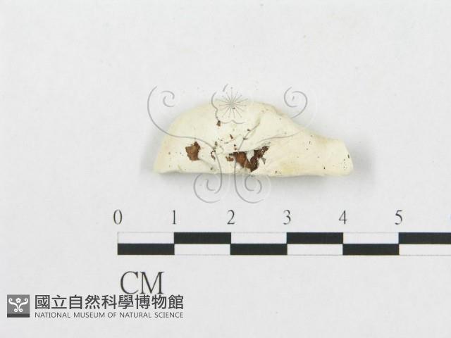 登錄號:F0007263藏品圖，第3張