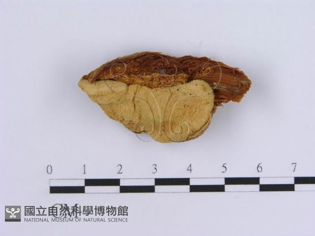 登錄號:F0017263藏品圖，第1張