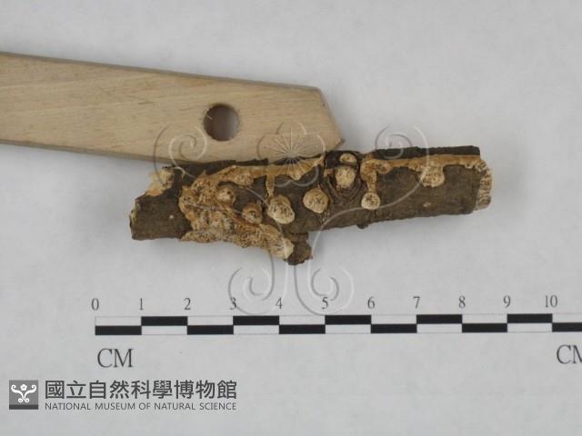 登錄號:F0025263藏品圖，第3張