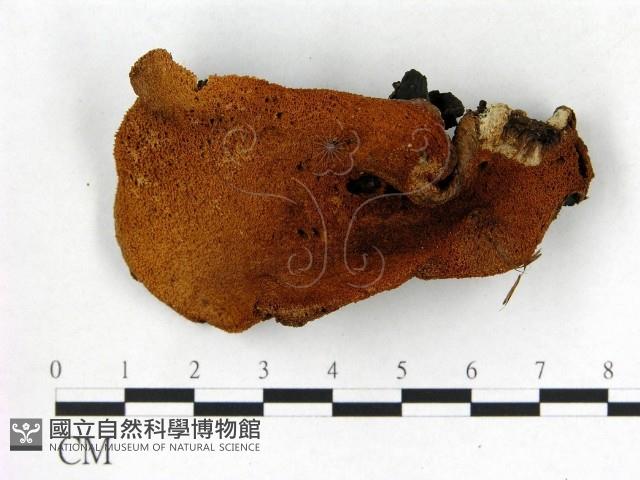 登錄號:F0005263藏品圖，第3張