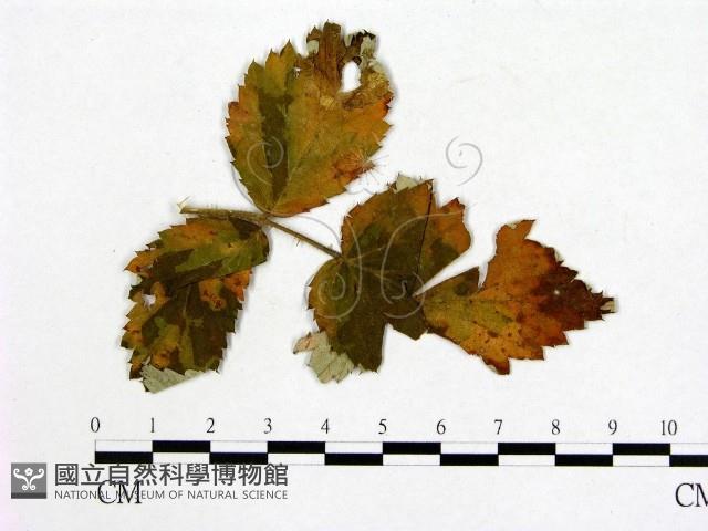 登錄號:F0019263藏品圖，第1張