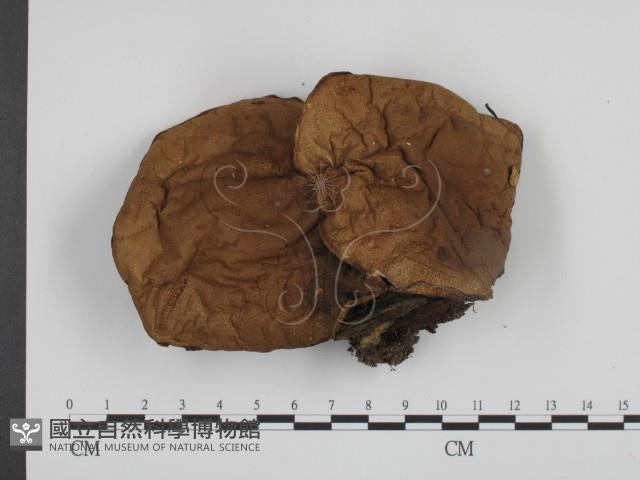 登錄號:F0013263藏品圖，第3張