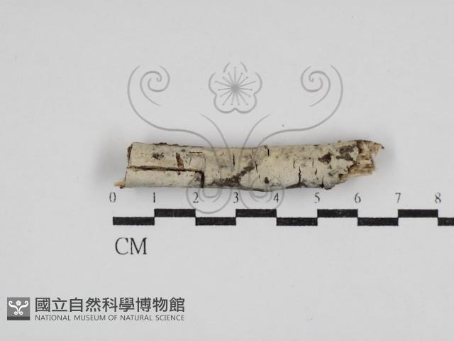 剛毛絲皮菌藏品圖，第3張