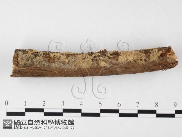 絲齒菌屬藏品圖，第3張