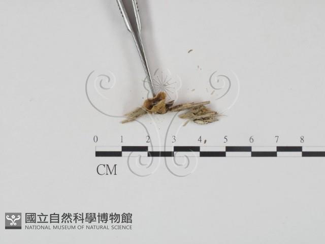登錄號:F0001863藏品圖，第3張