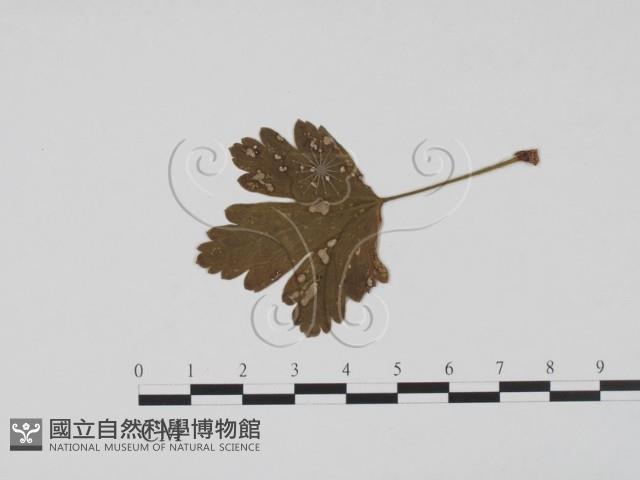 登錄號:F0011863藏品圖，第3張