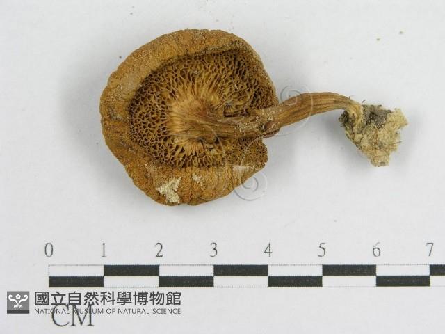 登錄號:F0004863藏品圖，第3張