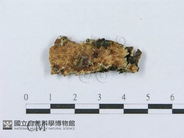 射脈菌屬藏品圖，第1張