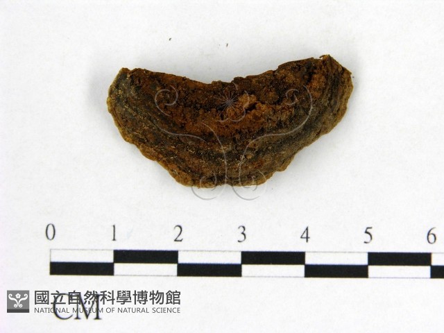 登錄號:F0005863藏品圖，第3張