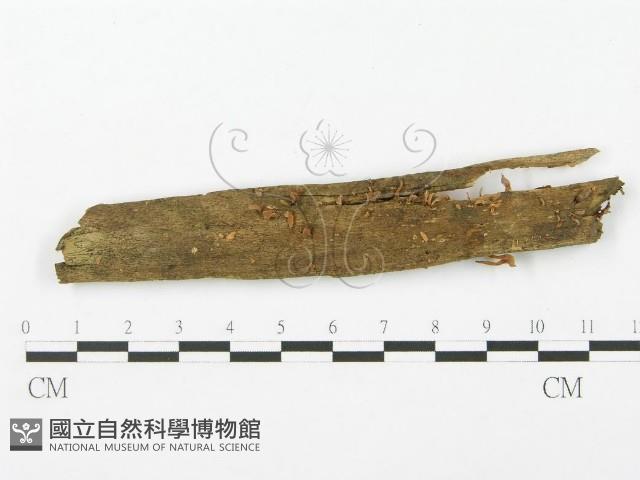 登錄號:F0015863藏品圖，第3張