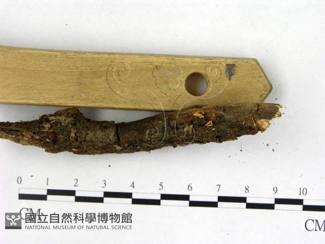 登錄號:F0009863藏品圖，第3張