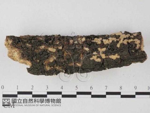 登錄號:F0003863藏品圖，第3張