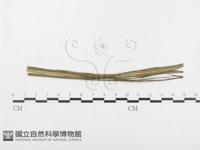 登錄號:F0018963藏品圖，第1張