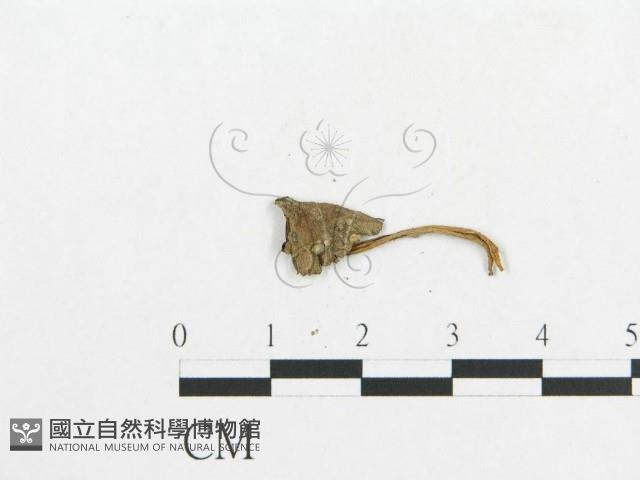 登錄號:F0010963藏品圖，第3張