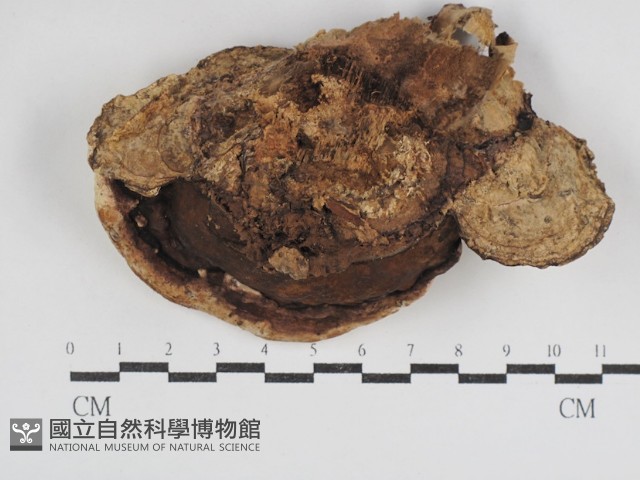 多年臥孔菌屬藏品圖，第3張