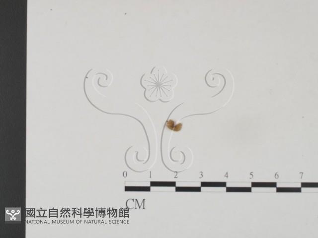 小皮傘屬藏品圖，第3張