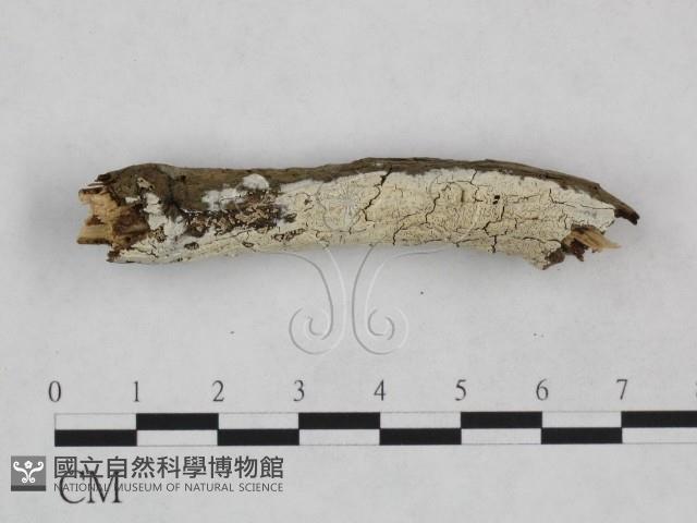 射脈菌屬藏品圖，第3張