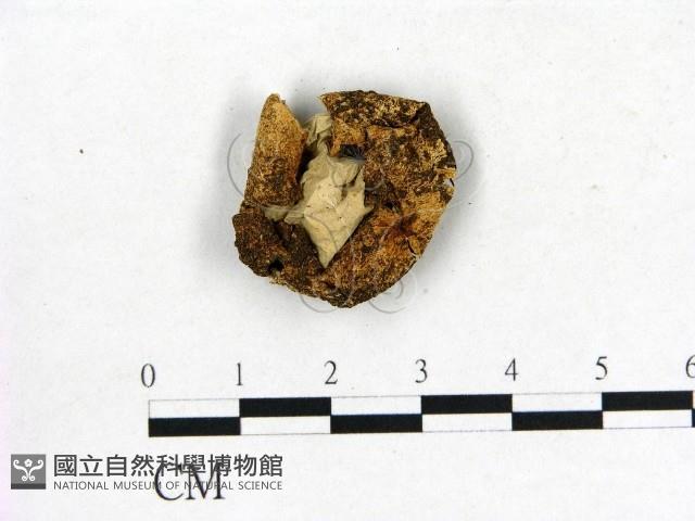登錄號:F0004963藏品圖，第3張