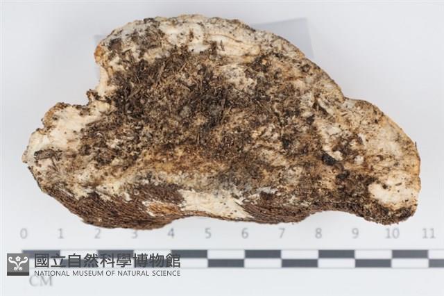 登錄號:F0034963藏品圖，第3張