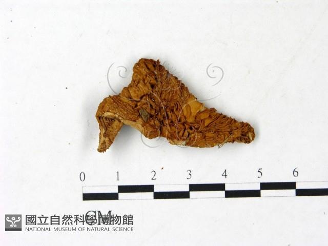 登錄號:F0022963藏品圖，第3張