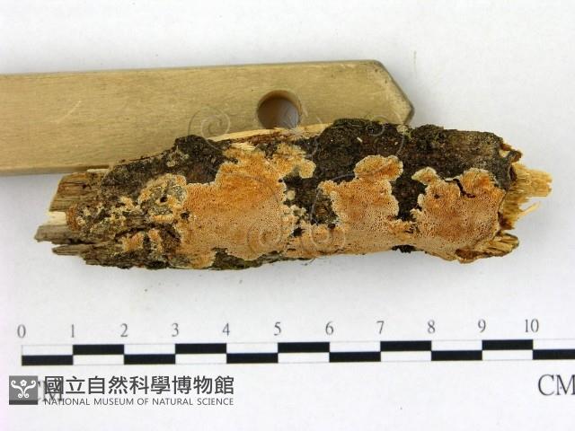 膠孔菌屬藏品圖，第3張