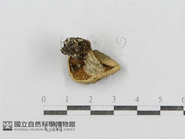 紅菇屬藏品圖，第3張