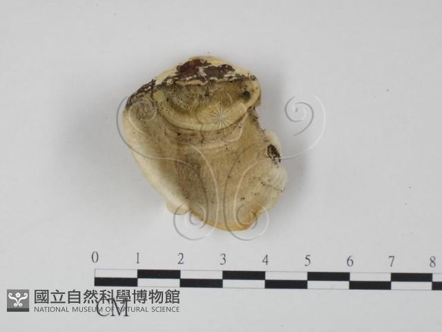 登錄號:F0019963藏品圖，第3張
