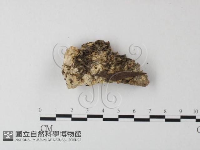 寡孔菌屬藏品圖，第3張