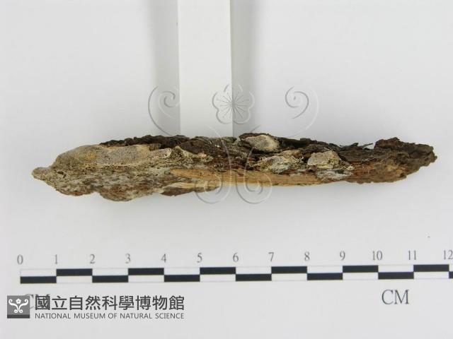 登錄號:F0013963藏品圖，第3張