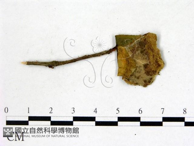 登錄號:F0020663藏品圖，第3張