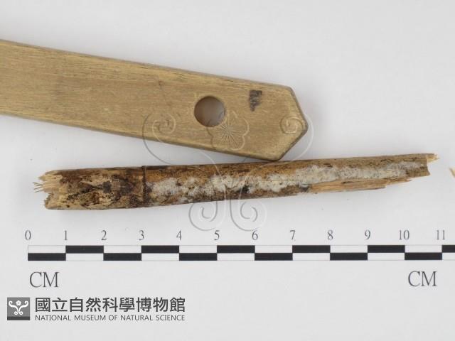 冇骨消絲齒菌藏品圖，第3張