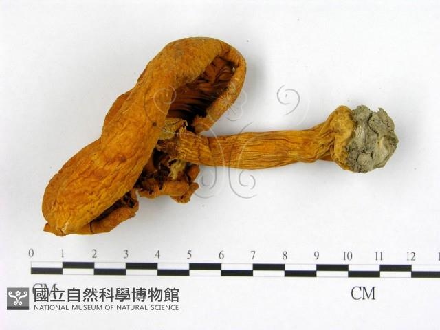 登錄號:F0001663藏品圖，第3張
