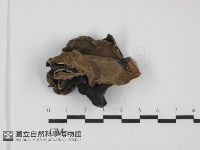 毛木耳藏品圖，第3張